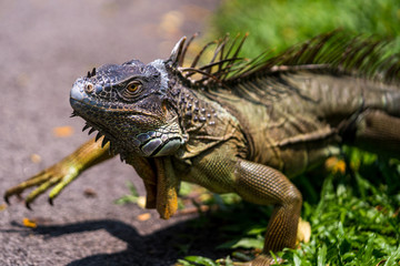Close up image of the head of green iguana