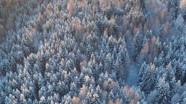 Snowy winter forest during sunrise - aerial drone shot