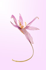 Single dried Autumn Crocus flat layed on a pink color graduated background.
