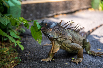Close up image of the head of green iguana