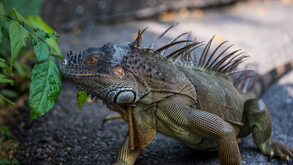 Close up image of the head of green iguana