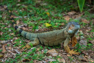 Green Iguana