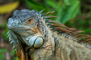 Close up image of the head of green iguana