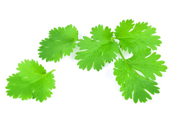 Coriander leaves on white background.