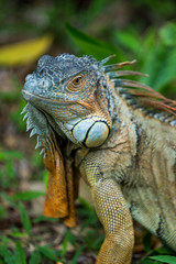 Close up image of the head of green iguana