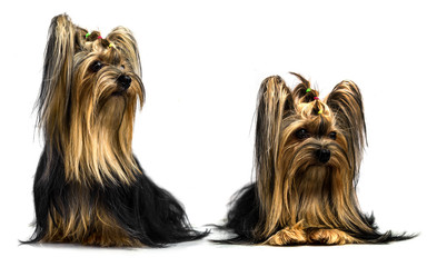 yorkshire terrier isolated on white