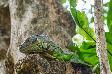 Close up image of the head of green iguana