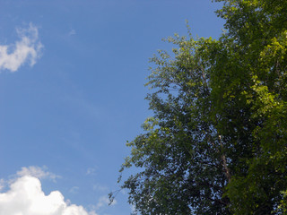 Cloud and birch on a summer day. Beautiful cloudy landscape. Far from the bustle of the city.