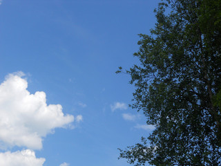Cloud and birch on a summer day. Beautiful cloudy landscape. Far from the bustle of the city.