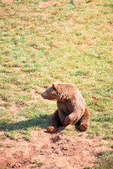 brown bear sunbathing on an autumn day