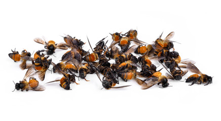 Dead bee isolated on white background
