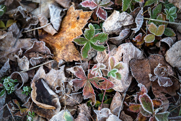Autumn Frost