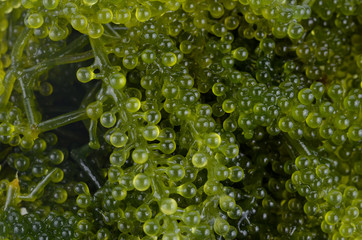 Sea Grapes background