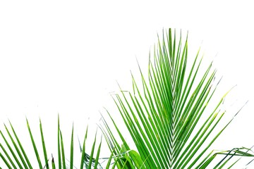 Coconut leaves with branches on white isolated background for green foliage backdrop 