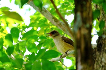 Asia bird sitting on a trunk tree with green nature background and blurred a grid net