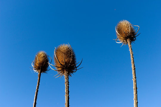Three teasels reaching the sky