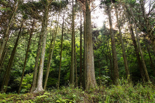 森林　林業　環境　イメージ