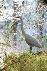 White egret next to a pond on a asunny day.