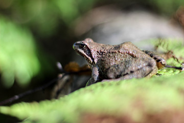 frog on leaf