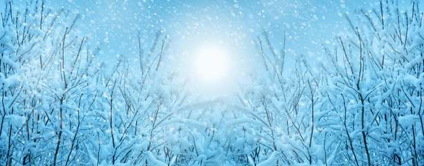 beautiful winter landscape trees in snow sun evening