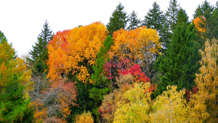 autumn leaves on tree