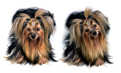 Dog yorkshire terrier isolated on white