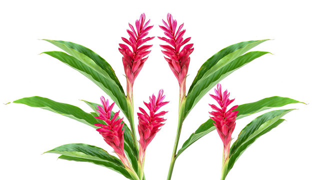 Red Ginger Flower