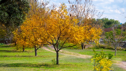 beatiful  yellow tree in atumn