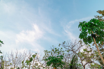 Green foliage background cloudy sky