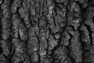 Fondo Corteza de Arbol