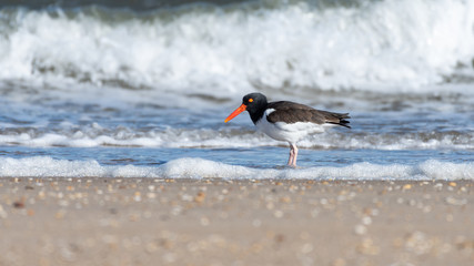 An American Oystercatcher wading along the ocean shore.