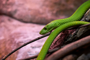 View of a dangerous green mamba snake on a trunk