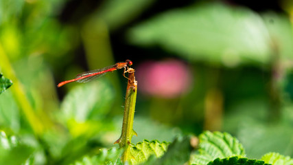 dragonfly on leaf