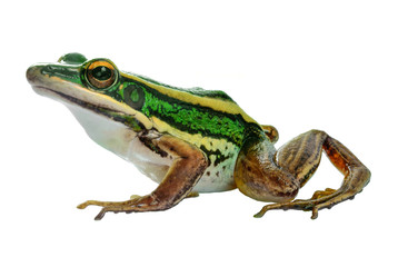 Small tree frog isolated on white background.