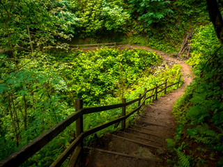 wooden road in the forest