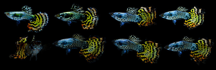 Fototapeta premium Poecilia reticulata isolated on background