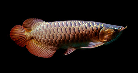 Asian Arowana fish on black background.