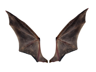 bat wings isolated on white. - obrazy, fototapety, plakaty
