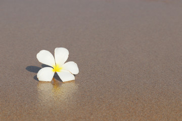 Fototapeta na wymiar Plumeria flower on a wet sand of a tropical beach. Background for romantic vacation and sea travel