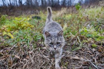Obraz premium An old gray cat walks on the autumn grass. Old cat