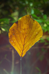Photographing a single yellow dry leaf , Light shines from the side