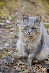 Naklejka na ściany i meble Gray cat sitting on the grass in the fall. fluffy cat