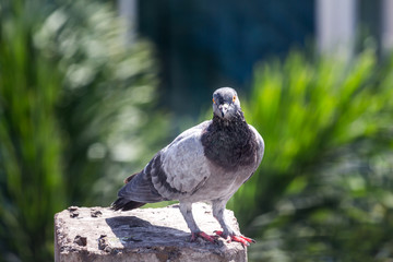 Pigeon bird on the electric pole.