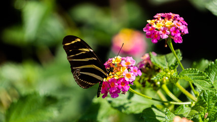 black butterfly on pink flower