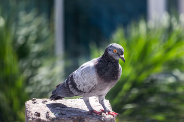 Pigeon bird on the electric pole.