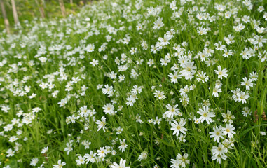 Fototapeta premium Stellaria dichotoma small white flowers on grass