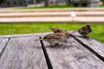 Sparrows on the table in the park