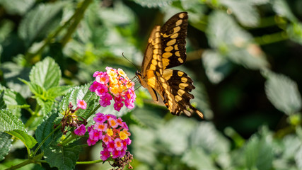 black butterfly on pink flower