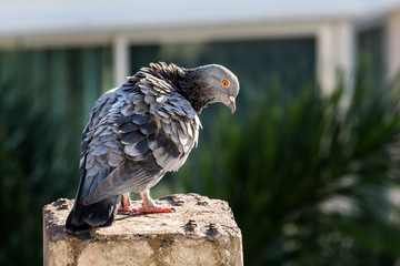 Pigeon bird on the electric pole.