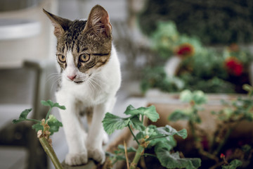 A portrait of a kitty cat in Santorini/Greece.